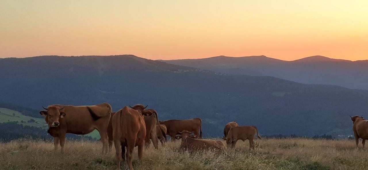 Munster Camping De La Fecht Dış mekan fotoğraf