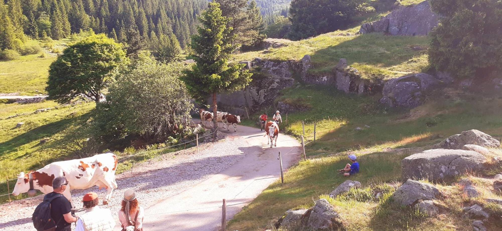Munster Camping De La Fecht Dış mekan fotoğraf